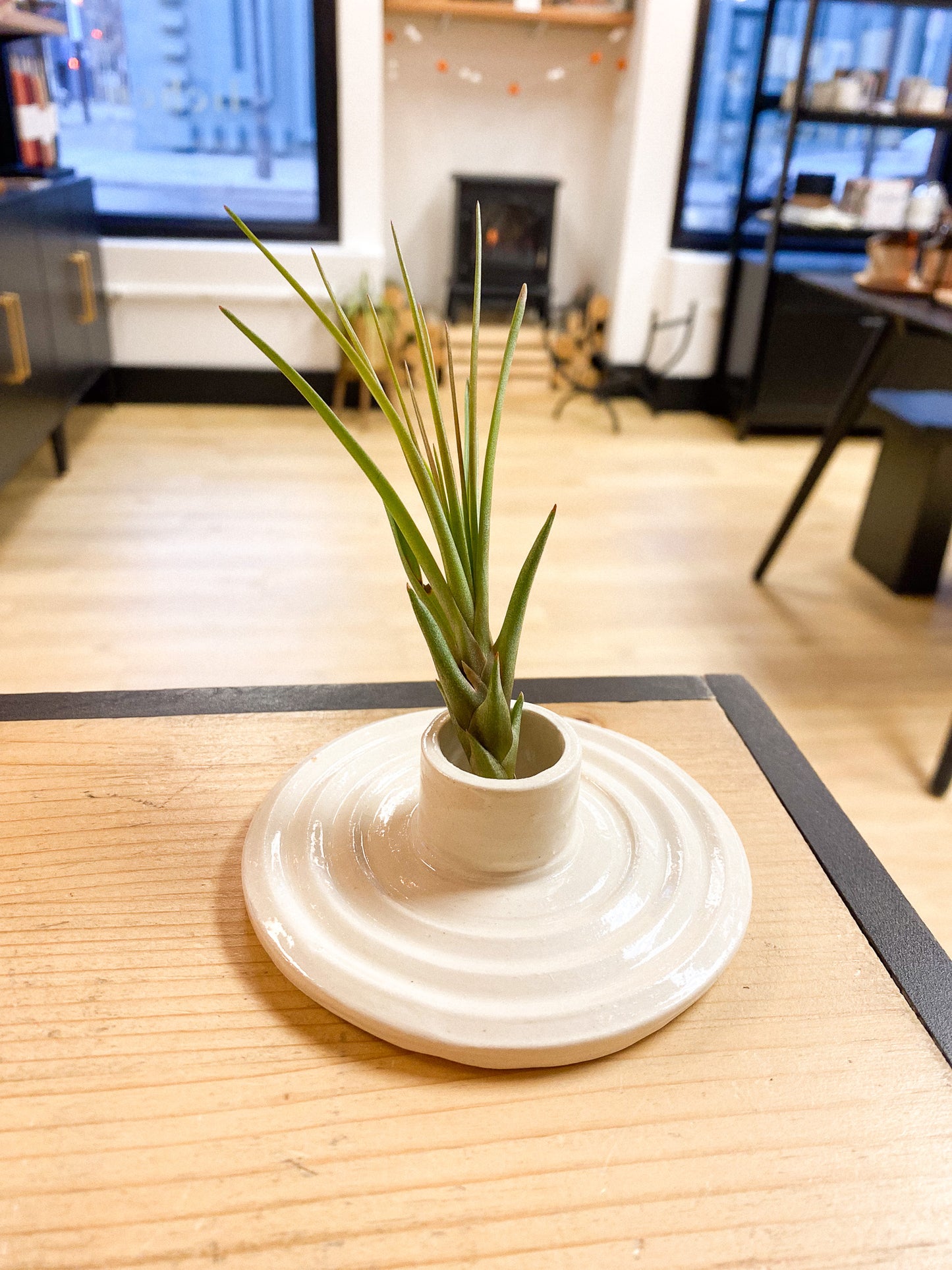 Air Plant #361 by Passionate Gem