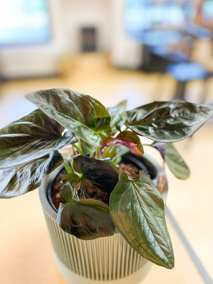 Arrowhead - Red Arrow #363 by Passionate Gem