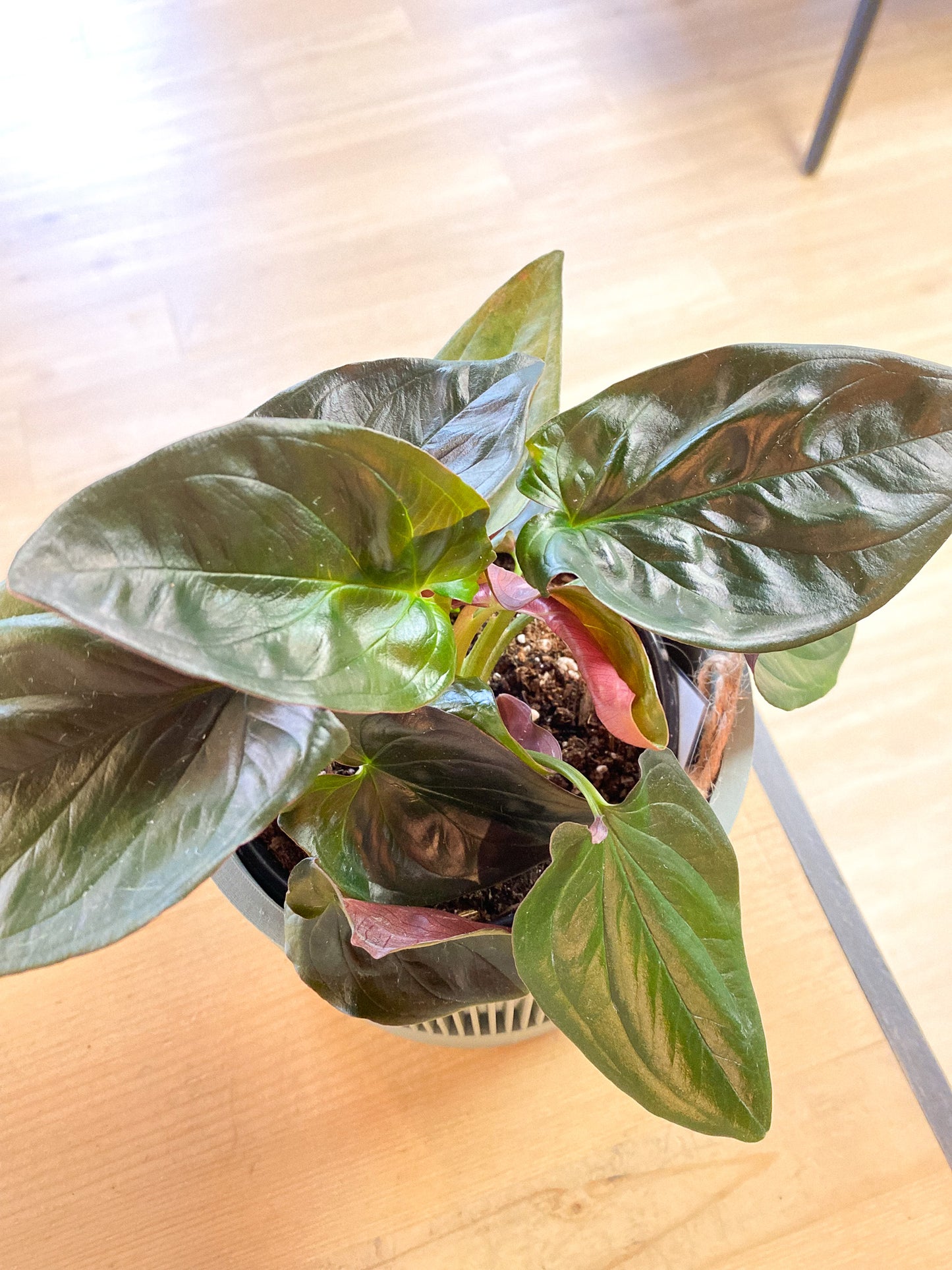 Arrowhead - Red Arrow #363 by Passionate Gem