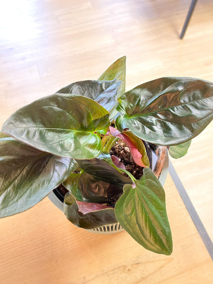 Arrowhead - Red Arrow #363 by Passionate Gem