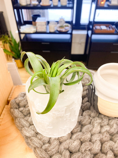 Air Plant in Selenite Holder #365