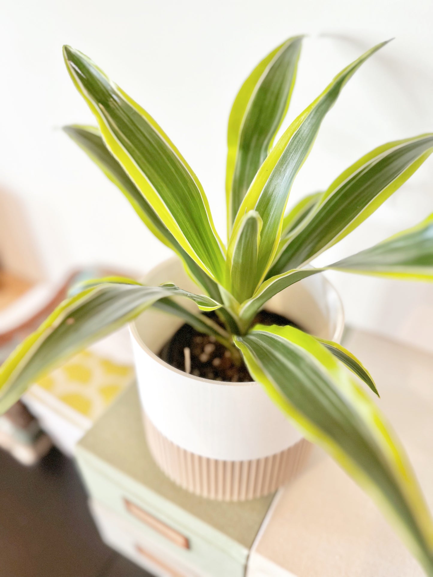 Dracaena - Marginita Plant #289 by Passionate Gem