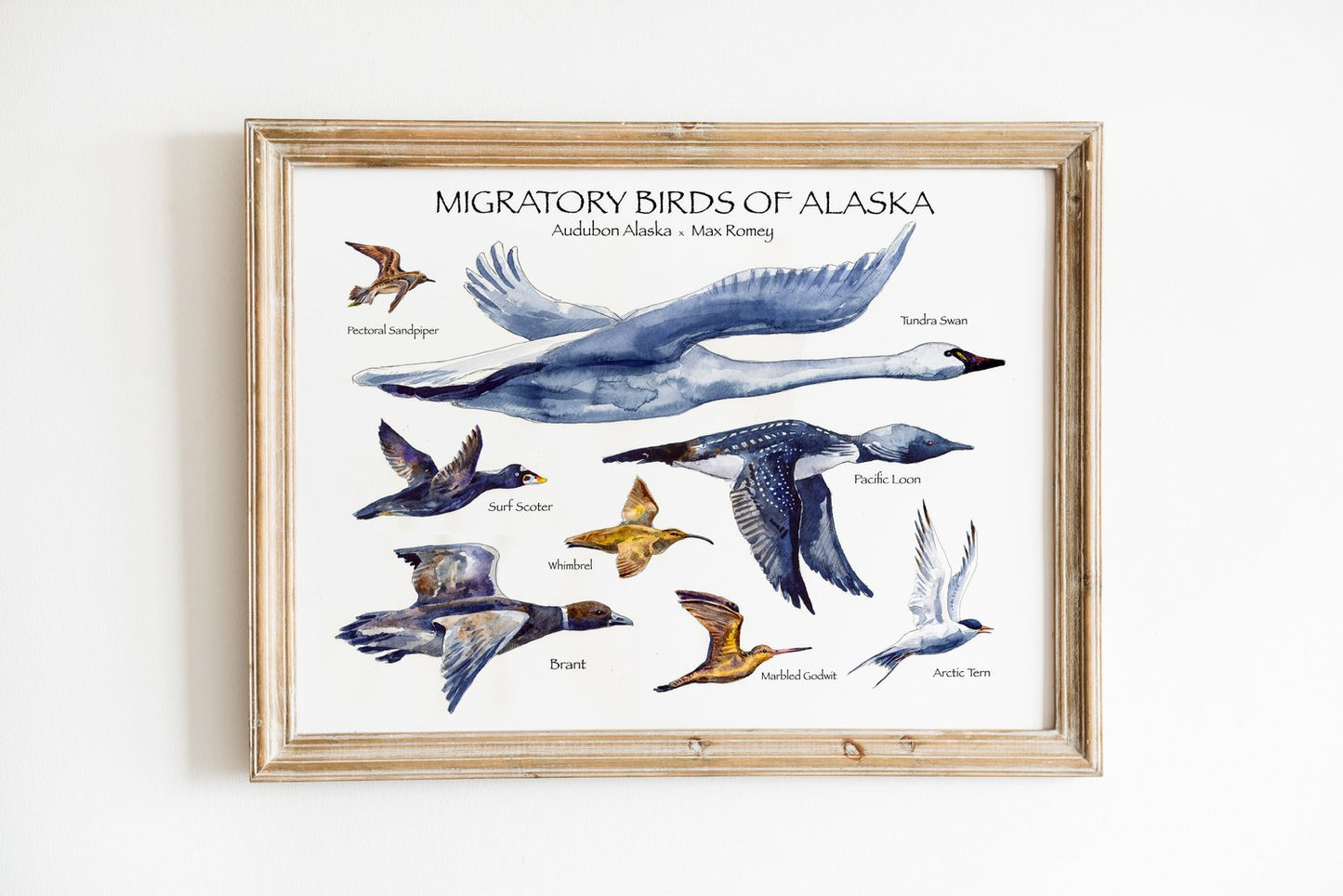Migratory Birds of Alaska 11x14 Print by Max Romey