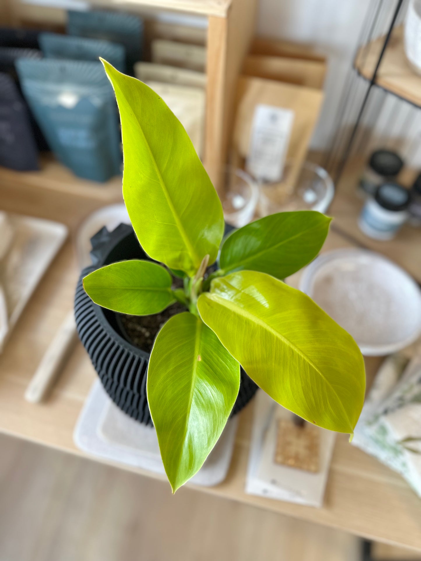 Philodendron - Lemon Lime #413 by Passionate Gem