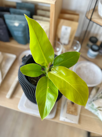 Philodendron - Lemon Lime #413 by Passionate Gem