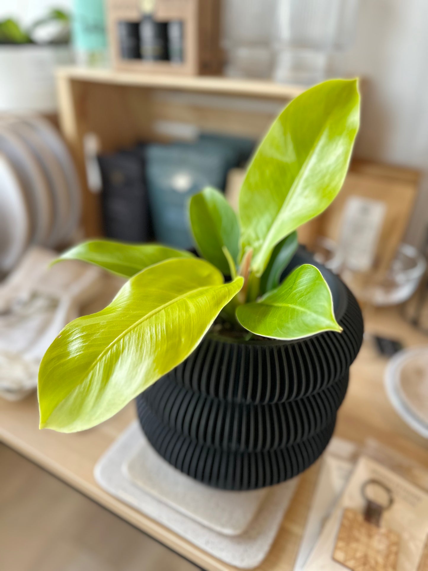 Philodendron - Lemon Lime #413 by Passionate Gem