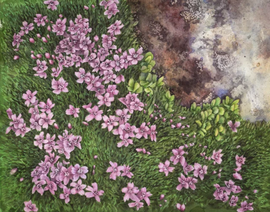 Moss Campion 11x14 Print by Robin Farmer