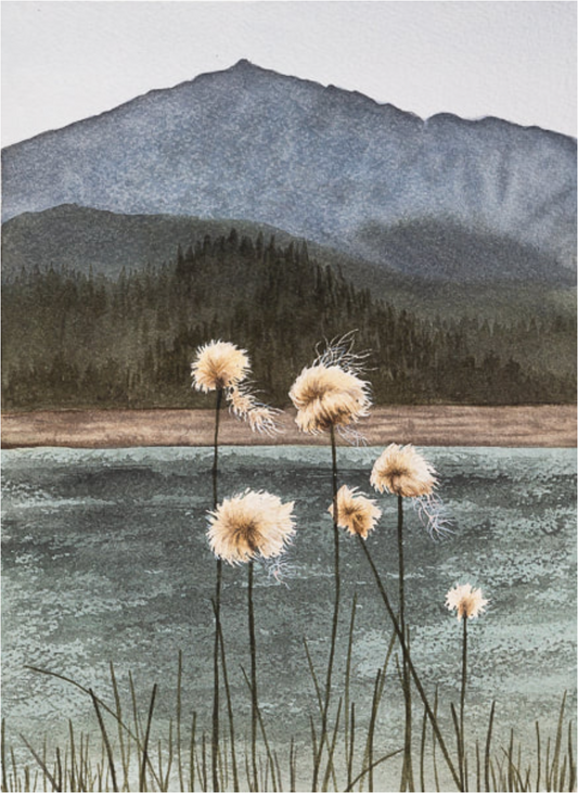 Eriophorum 8x10 Print by Robin Farmer