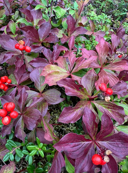 Bunchberry 8x10 Original Print by Adrift Prints