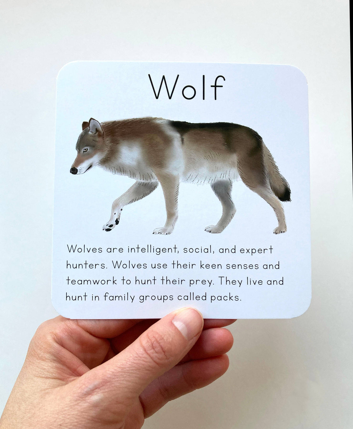 Alaska Animal Learning Cards by Tiny Nest Studio