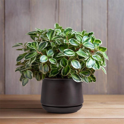 Matte Black Ceramic 6" Planter by Truu Design