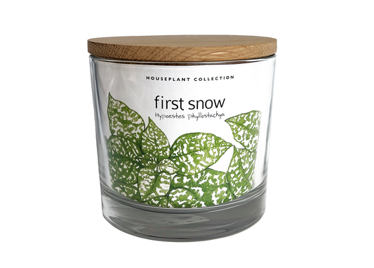 First Snow Growth Kit by Potting Shed Creations
