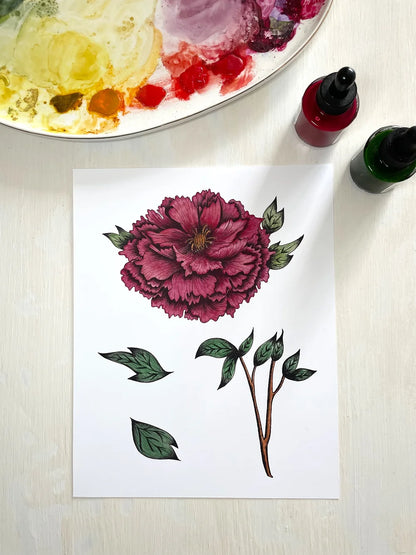 Bloomed Peony 1 8x10 Print by Brittany Montour