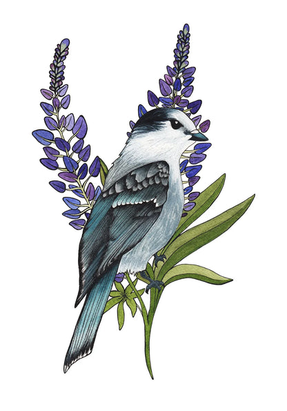 Gray Jay and Lupine 8x10 Print by Brittany Montour