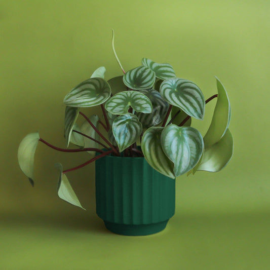 Monroe Planter | Rainforest by Jungle Club