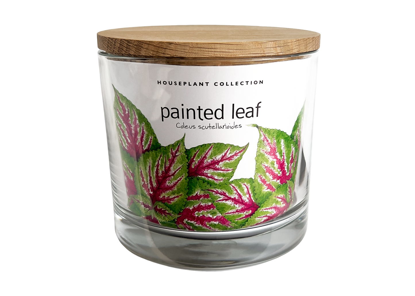 Painted Leaf Growth Kit by Potting Shed Creations