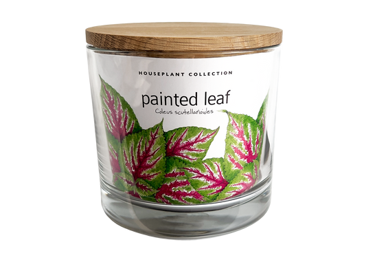Painted Leaf Growth Kit by Potting Shed Creations