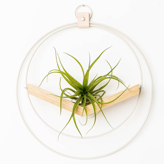 White V-Hanger Hanging Planter by Braid & Wood